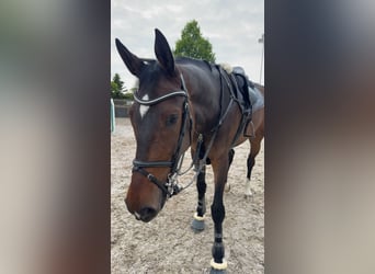 KWPN, Gelding, 7 years, 18 hh, Brown