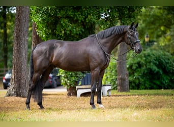 KWPN, Gelding, 7 years, Black