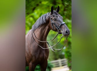 KWPN, Gelding, 7 years, Black