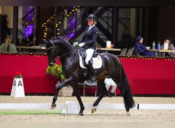 KWPN, Gelding, 7 years