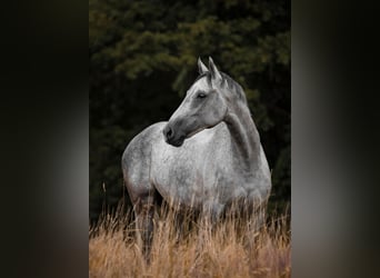 KWPN, Gelding, 7 years, Grey