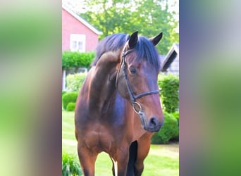 KWPN, Wallach, 8 Jahre, 16,1 hh, Dunkelbrauner