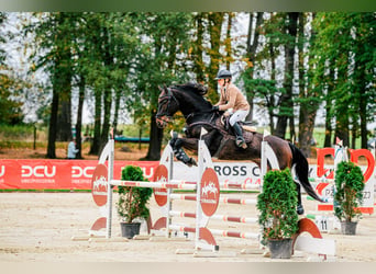 KWPN, Gelding, 8 years, 16.1 hh, Bay-Dark