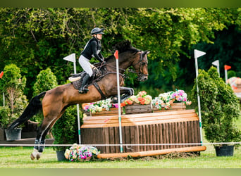 KWPN, Gelding, 8 years, 16.1 hh, Bay-Dark