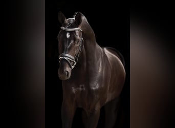 KWPN, Gelding, 8 years, 16,1 hh, Black