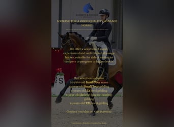 KWPN, Gelding, 8 years, 16.1 hh, Black