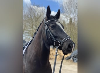 KWPN, Gelding, 8 years, 16.1 hh, Black