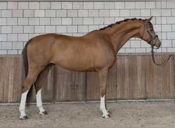 KWPN, Gelding, 8 years, 16.1 hh, Chestnut