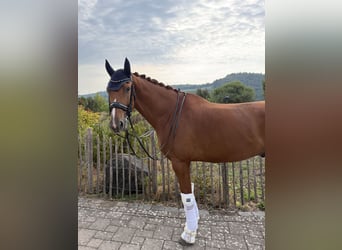 KWPN, Gelding, 8 years, 16.1 hh, Chestnut-Red
