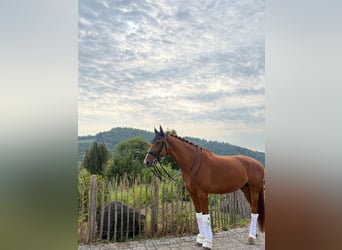 KWPN, Gelding, 8 years, 16.1 hh, Chestnut-Red
