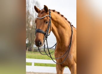 KWPN, Gelding, 8 years, 16.1 hh, Chestnut-Red