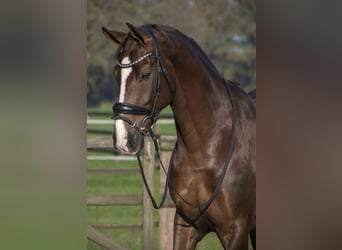 KWPN, Gelding, 8 years, 16,1 hh, Chestnut-Red