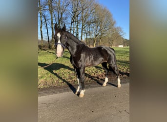 KWPN, Gelding, 8 years, 16,1 hh, Smoky-Black