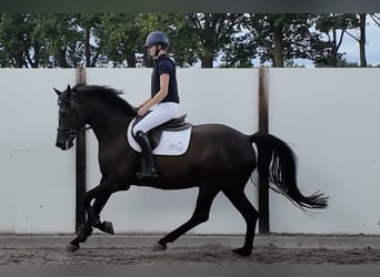 KWPN, Gelding, 8 years, 16.1 hh, Smoky-Black