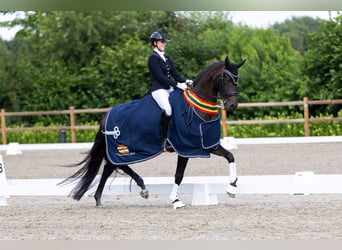 KWPN, Gelding, 8 years, 16.2 hh, Bay-Dark
