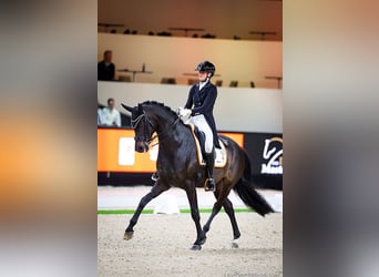 KWPN, Gelding, 8 years, 16.2 hh, Bay-Dark