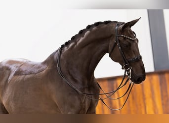 KWPN, Gelding, 8 years, 16,2 hh, Bay-Dark