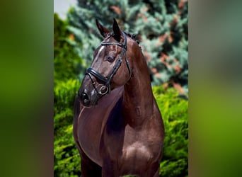 KWPN, Gelding, 8 years, 16,2 hh, Black