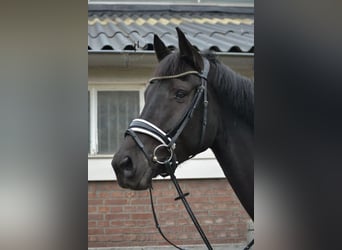 KWPN, Gelding, 8 years, 16,2 hh, Black