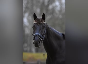 KWPN, Gelding, 8 years, 16.2 hh, Black