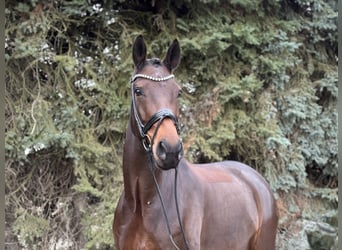 KWPN, Gelding, 8 years, 16.2 hh, Brown