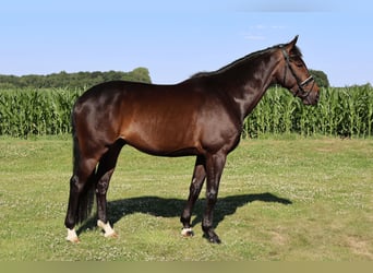 KWPN, Gelding, 8 years, 16.2 hh, Brown