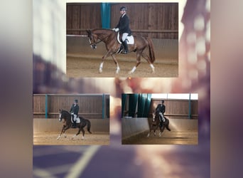 KWPN, Gelding, 8 years, 16,2 hh, Chestnut