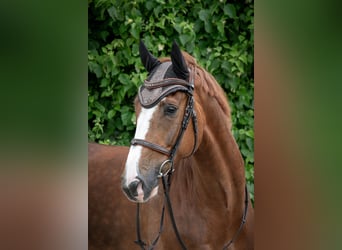 KWPN, Gelding, 8 years, 16,2 hh, Chestnut