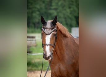 KWPN, Gelding, 8 years, 16,2 hh, Chestnut