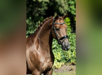 KWPN, Gelding, 8 years, 16.2 hh, Chestnut-Red