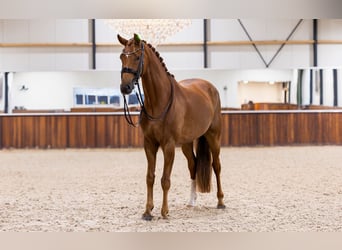 KWPN, Gelding, 8 years, 16,2 hh, Chestnut-Red