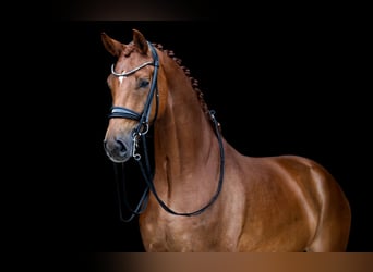 KWPN, Gelding, 8 years, 16,2 hh, Chestnut-Red