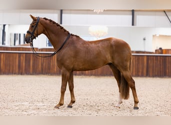 KWPN, Gelding, 8 years, 16,2 hh, Chestnut-Red