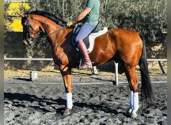 KWPN, Gelding, 8 years, 16,2 hh, Chestnut-Red