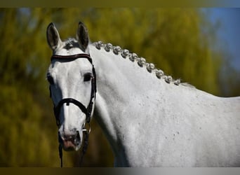 KWPN, Gelding, 8 years, 16.2 hh, Grey