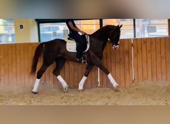 KWPN, Gelding, 8 years, 16,2 hh, Sorrel