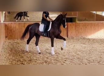 KWPN, Gelding, 8 years, 16,2 hh, Sorrel