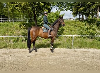KWPN, Gelding, 8 years, 16.3 hh, Bay-Dark