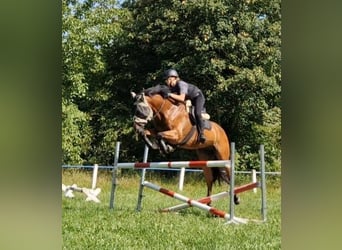 KWPN, Gelding, 8 years, 16.3 hh, Brown