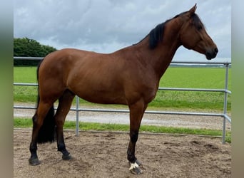 KWPN, Gelding, 8 years, 16.3 hh, Brown