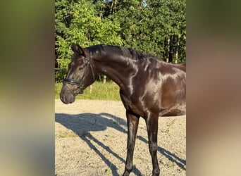 KWPN, Gelding, 8 years, 16 hh, Black