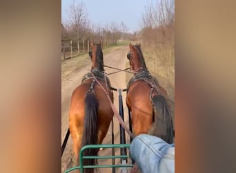 KWPN Mix, Gelding, 8 years, 16 hh, Brown