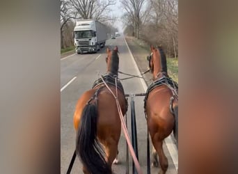KWPN Mix, Gelding, 8 years, 16 hh, Brown