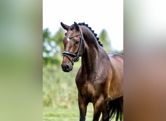 KWPN, Gelding, 8 years, 16,1 hh, Brown