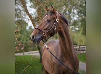 KWPN, Gelding, 8 years, 16,1 hh, Brown
