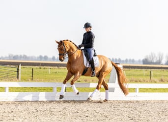 KWPN, Gelding, 8 years, 16,1 hh, Chestnut-Red