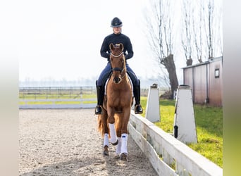 KWPN, Gelding, 8 years, 16,1 hh, Chestnut-Red