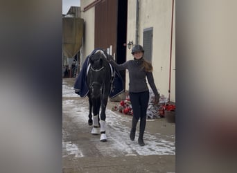 KWPN, Gelding, 8 years, 16,2 hh, Black