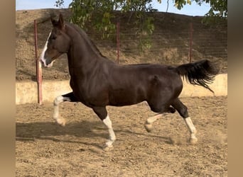 KWPN, Gelding, 8 years, 16,2 hh, Brown