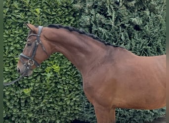 KWPN, Gelding, 8 years, 16,2 hh, Brown